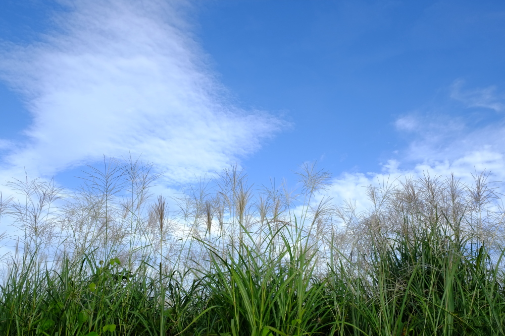 秋の空