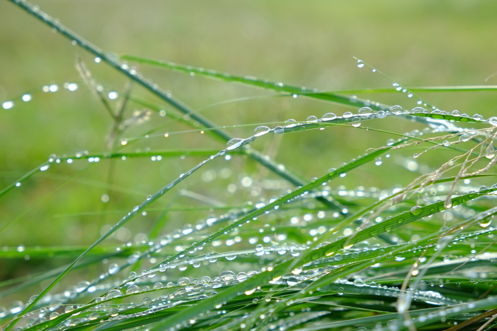 雨上がりの朝