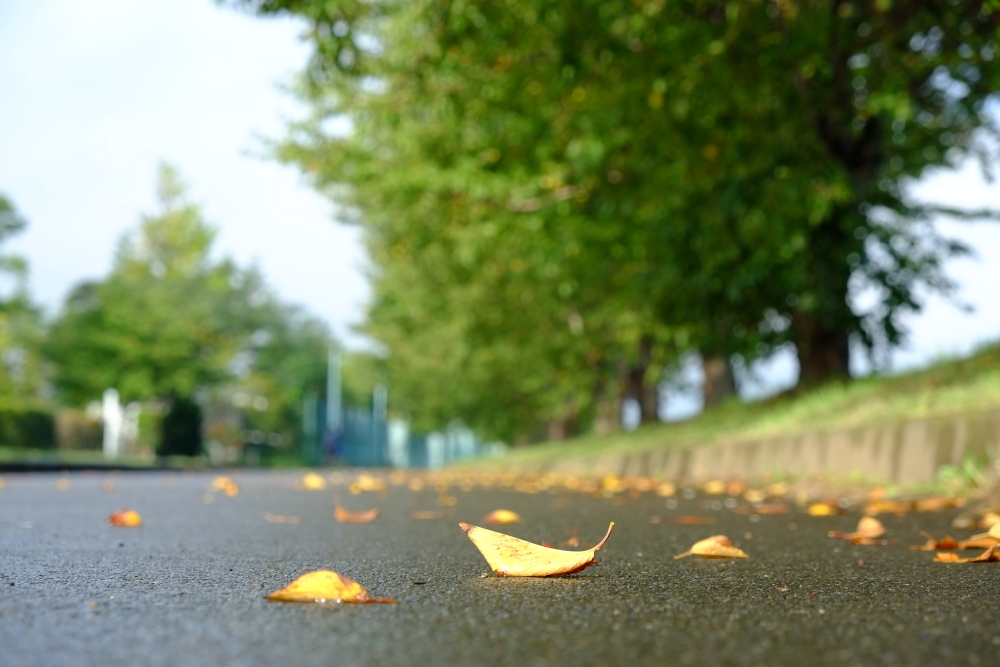 もうすぐ紅葉