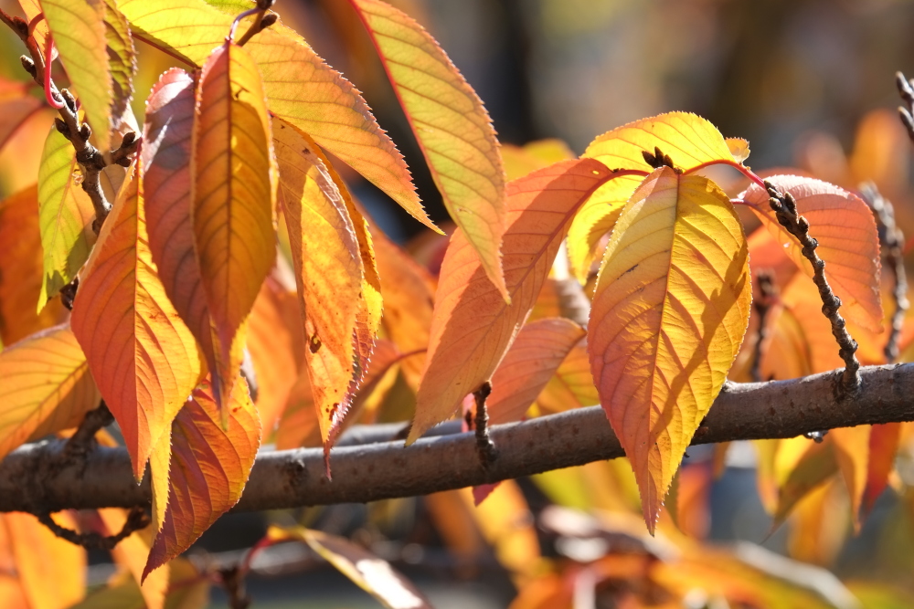 三沢川沿いの紅葉