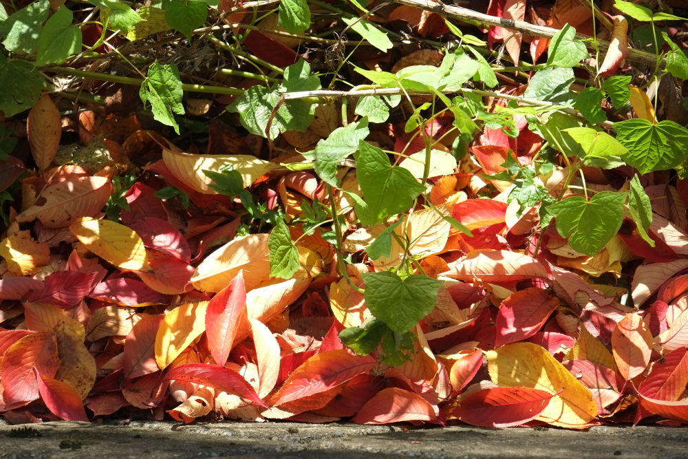 緑と紅葉は似合うな