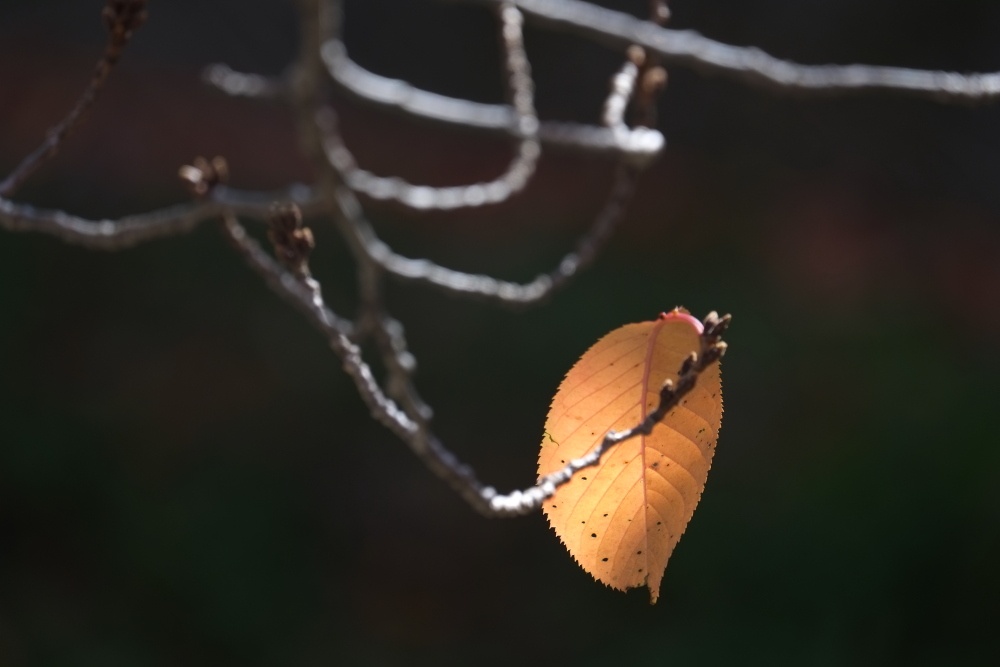 三沢川沿いの紅葉