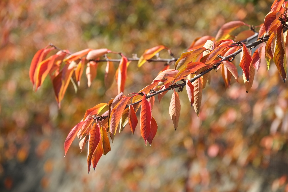 三沢川沿いの紅葉