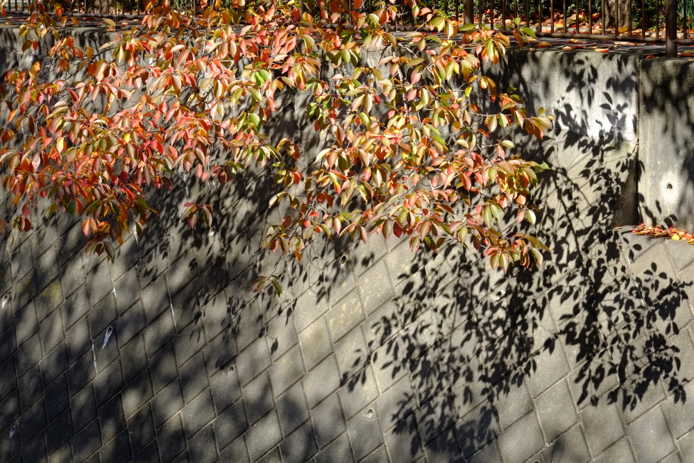 三沢川沿いの紅葉