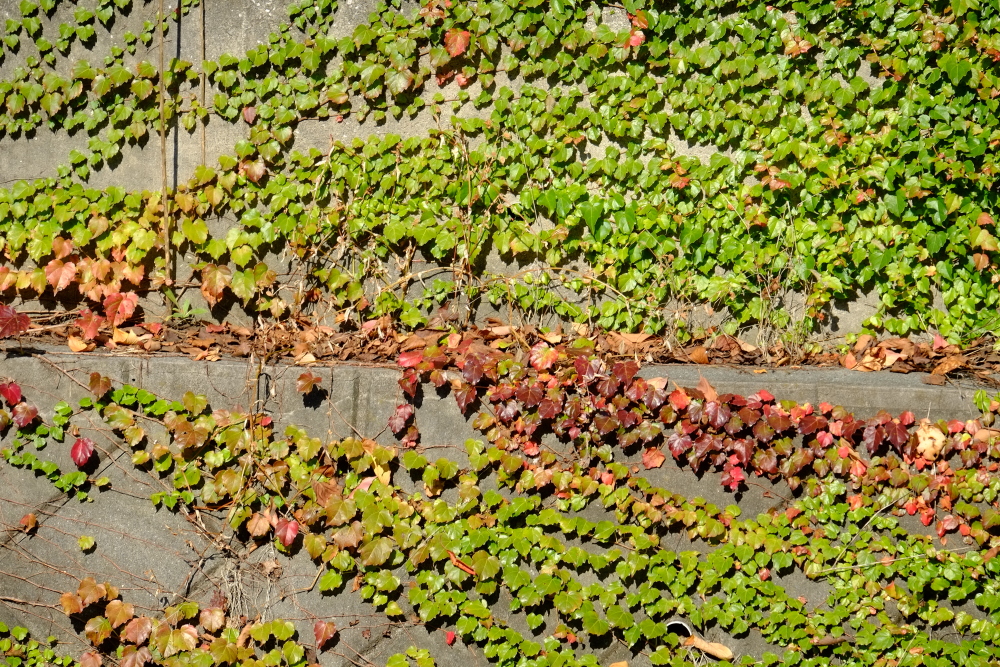 三沢川沿いの紅葉