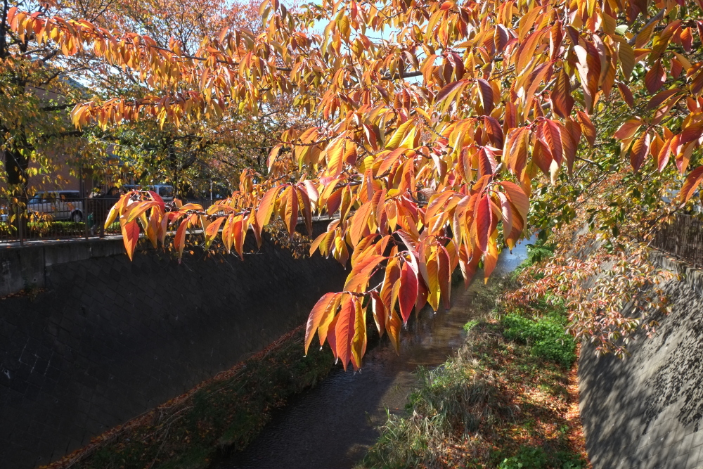 三沢川沿いの紅葉