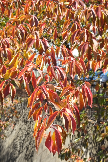 三沢川沿いの紅葉