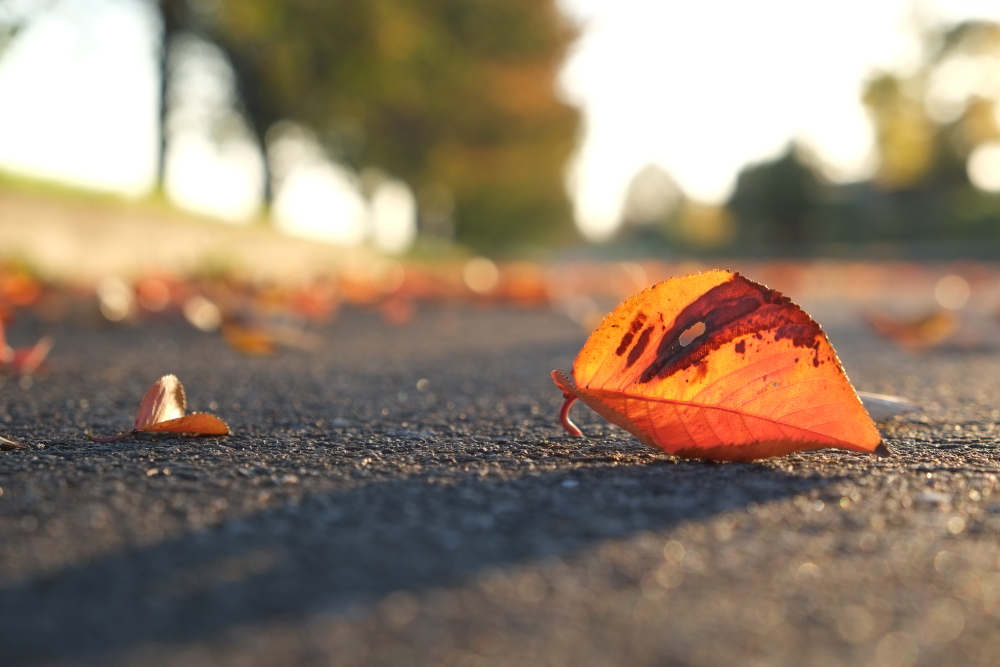 北緑地公園周辺の紅葉