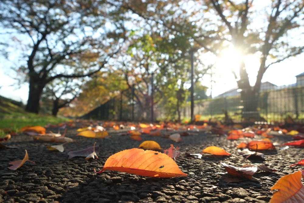 北緑地公園周辺の紅葉