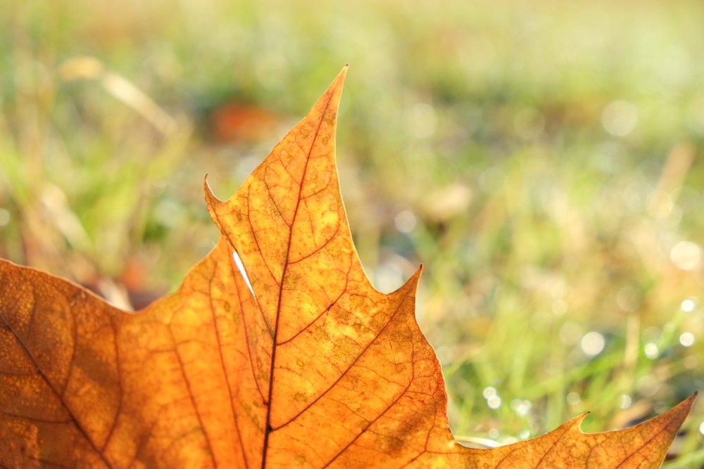 北緑地公園周辺の紅葉