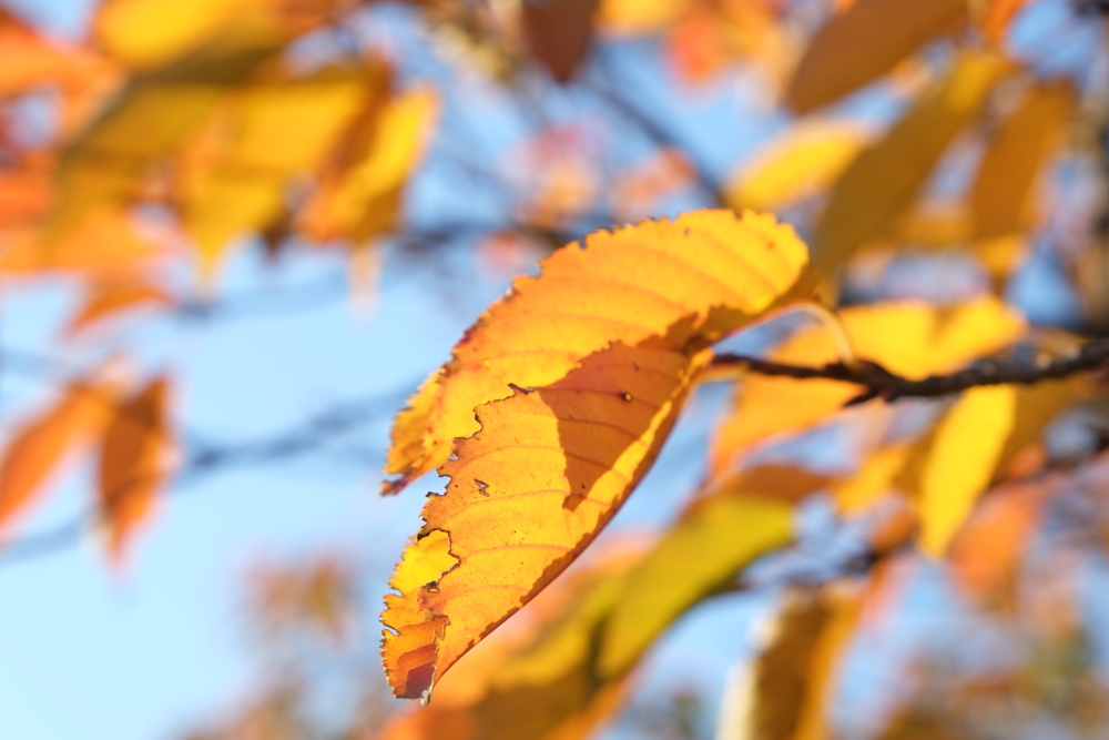 北緑地公園周辺の紅葉