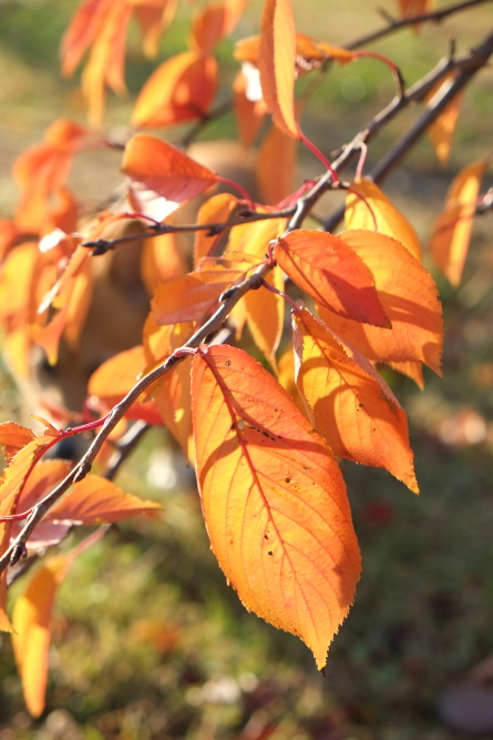 北緑地公園周辺の紅葉