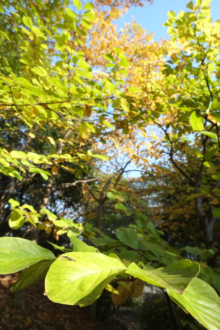 紅葉までもうすぐ