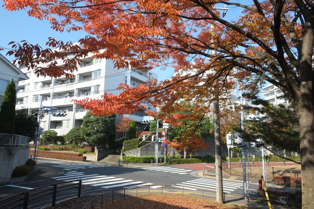 この辺りで一番綺麗な木かも