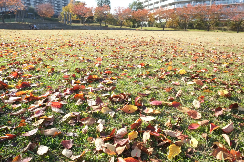 秋の桜は色々な色になる