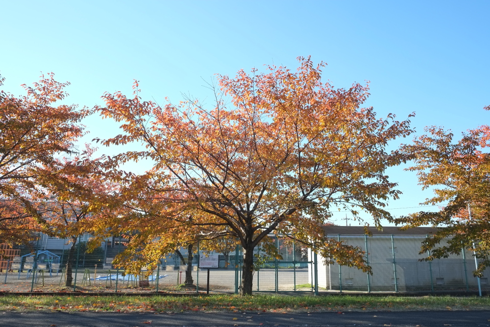 1本1本撮りたくなる