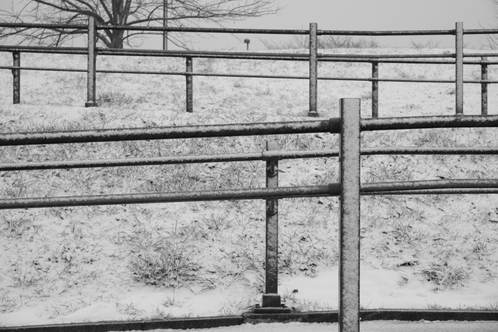 雪が降ると撮ってしまう