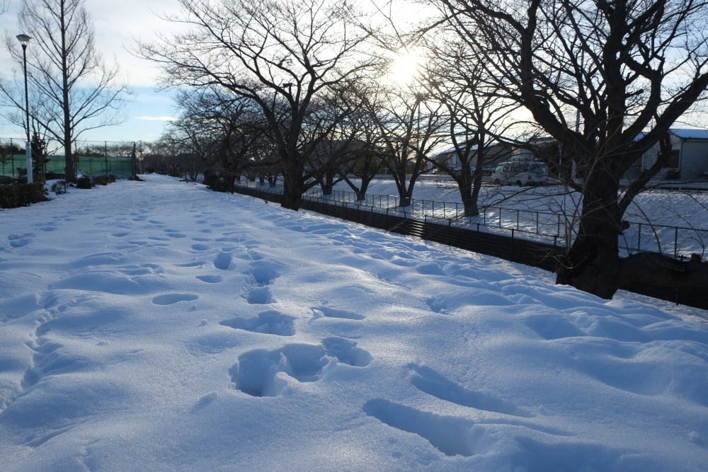 積雪20cm以上