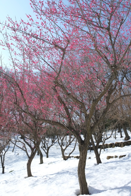 雪の中の満開