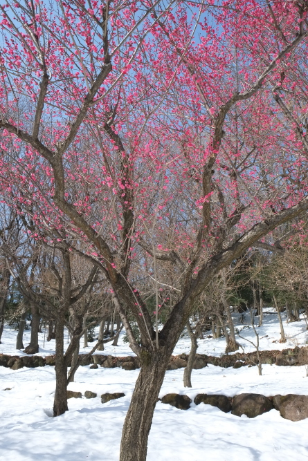 雪の中の満開