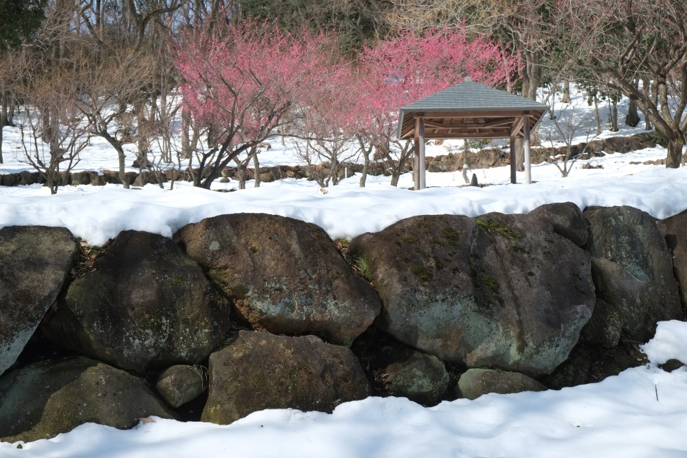 雪の中の満開