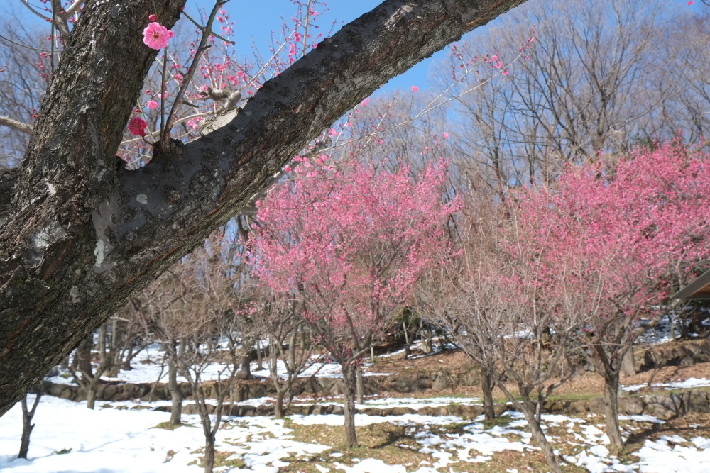 城山公園 山の中