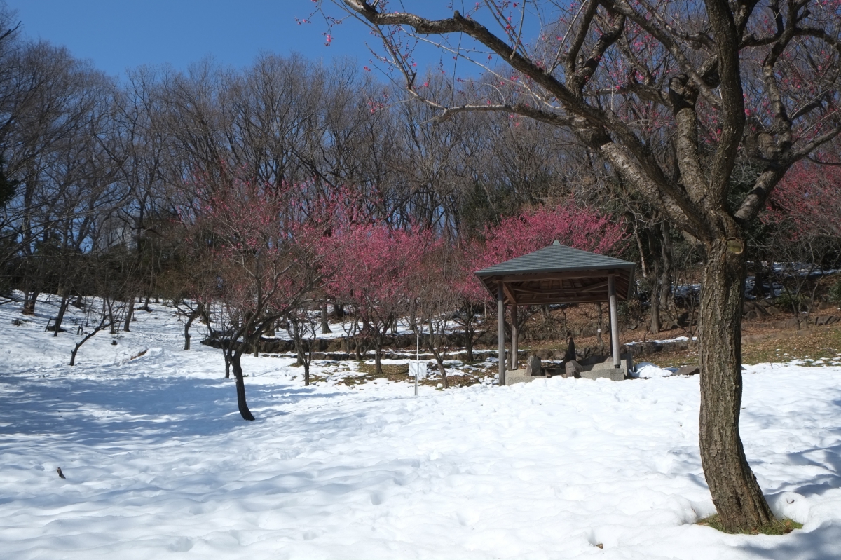 東屋周辺