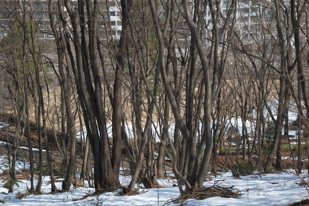 雪残る林