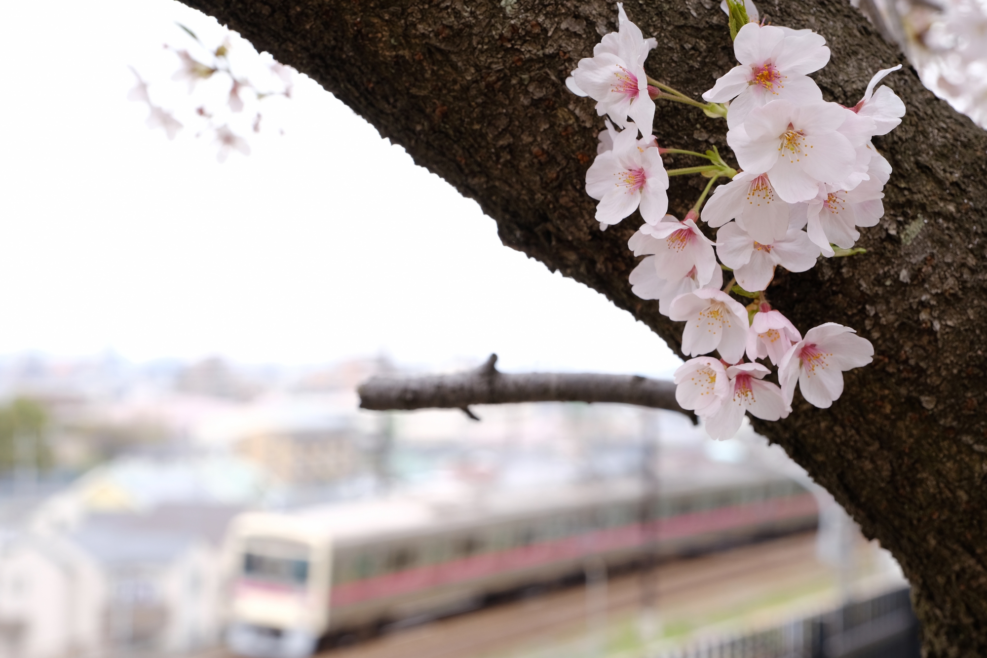 京王線と一緒に