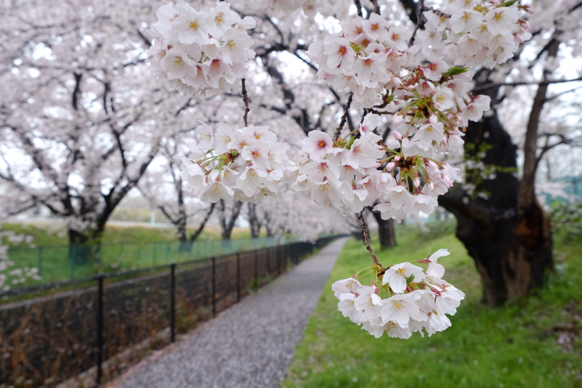 雨天の桜