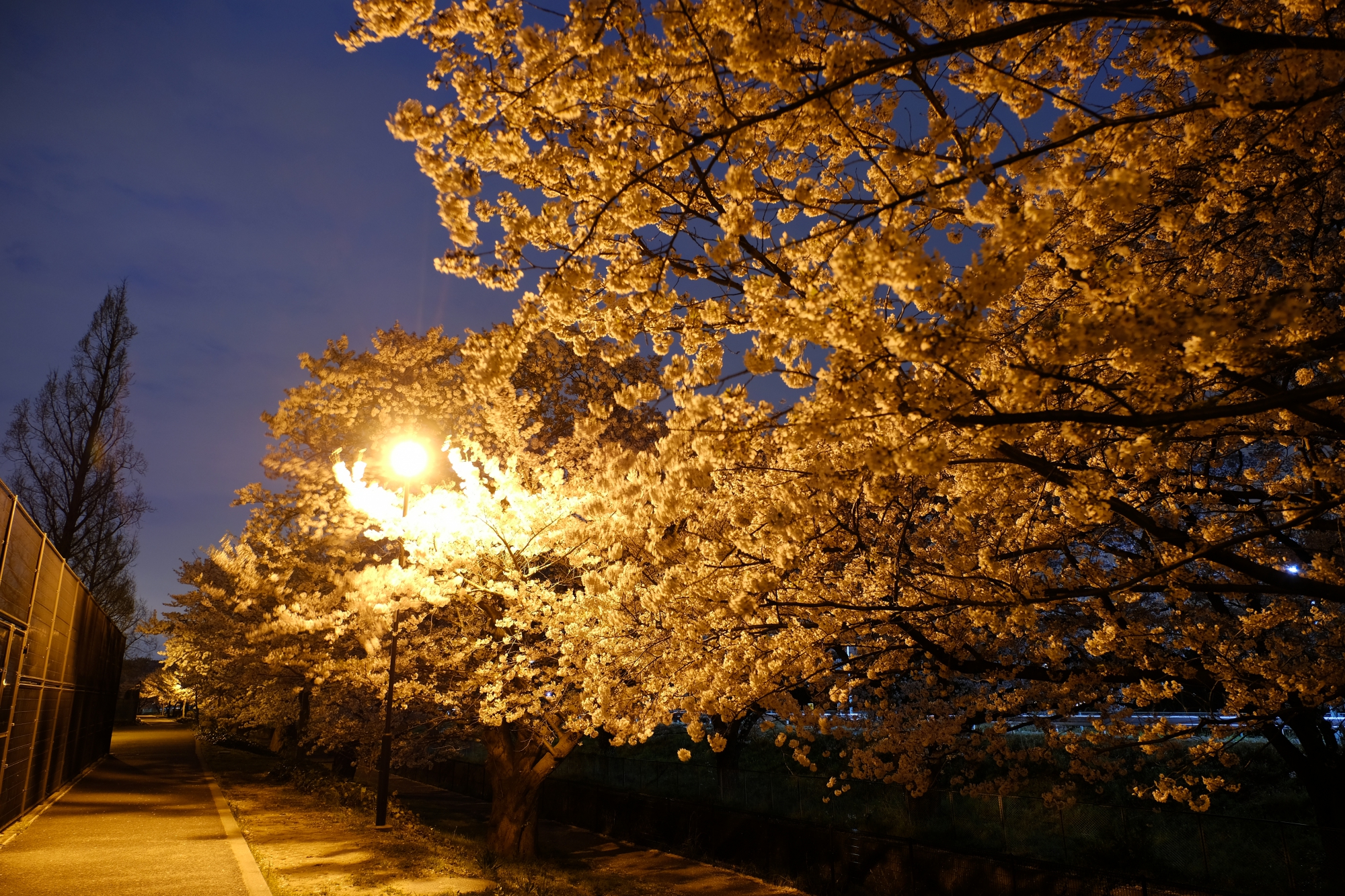 夜桜