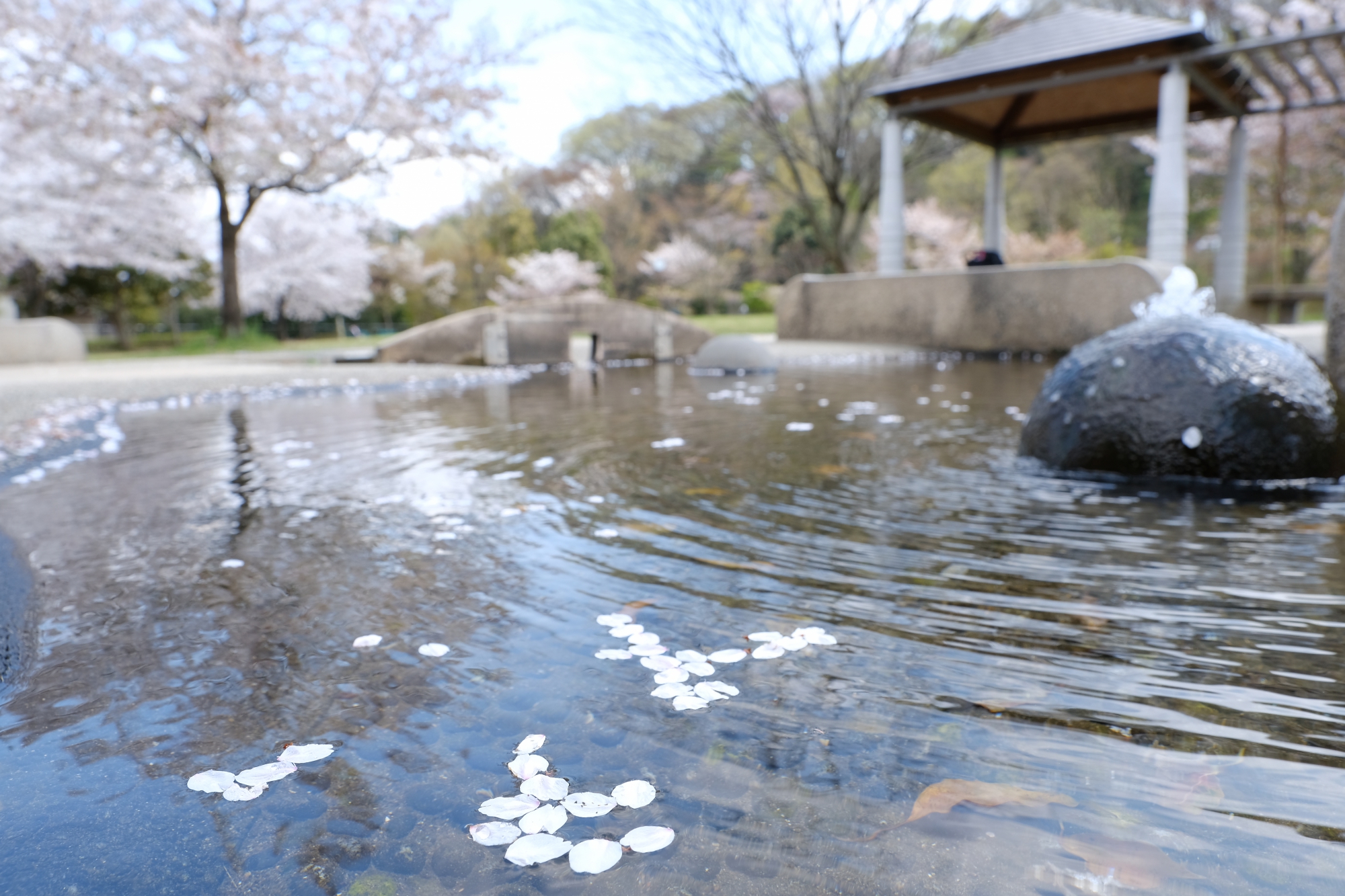 大丸公園の桜