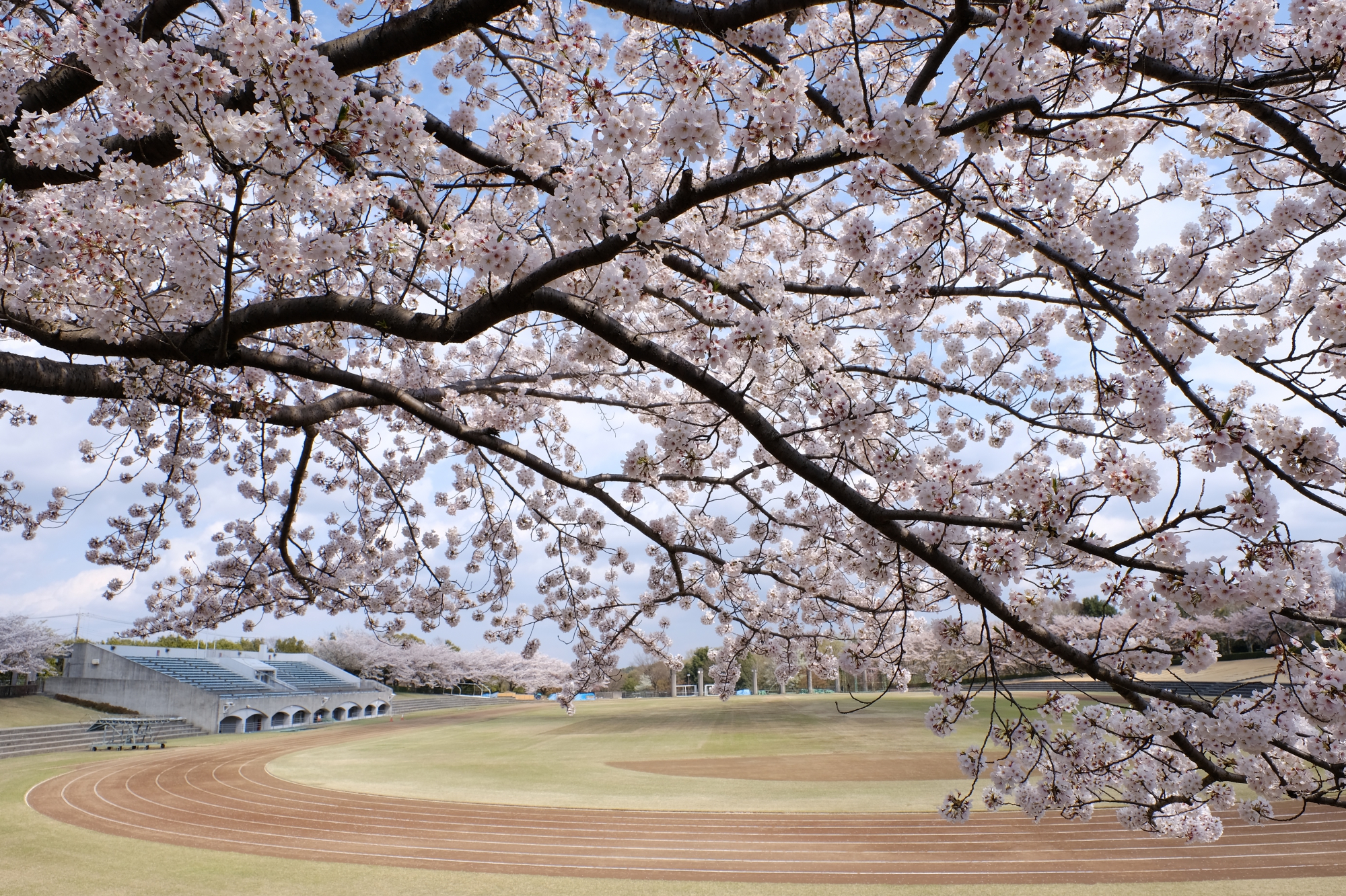 稲城中央公園の桜