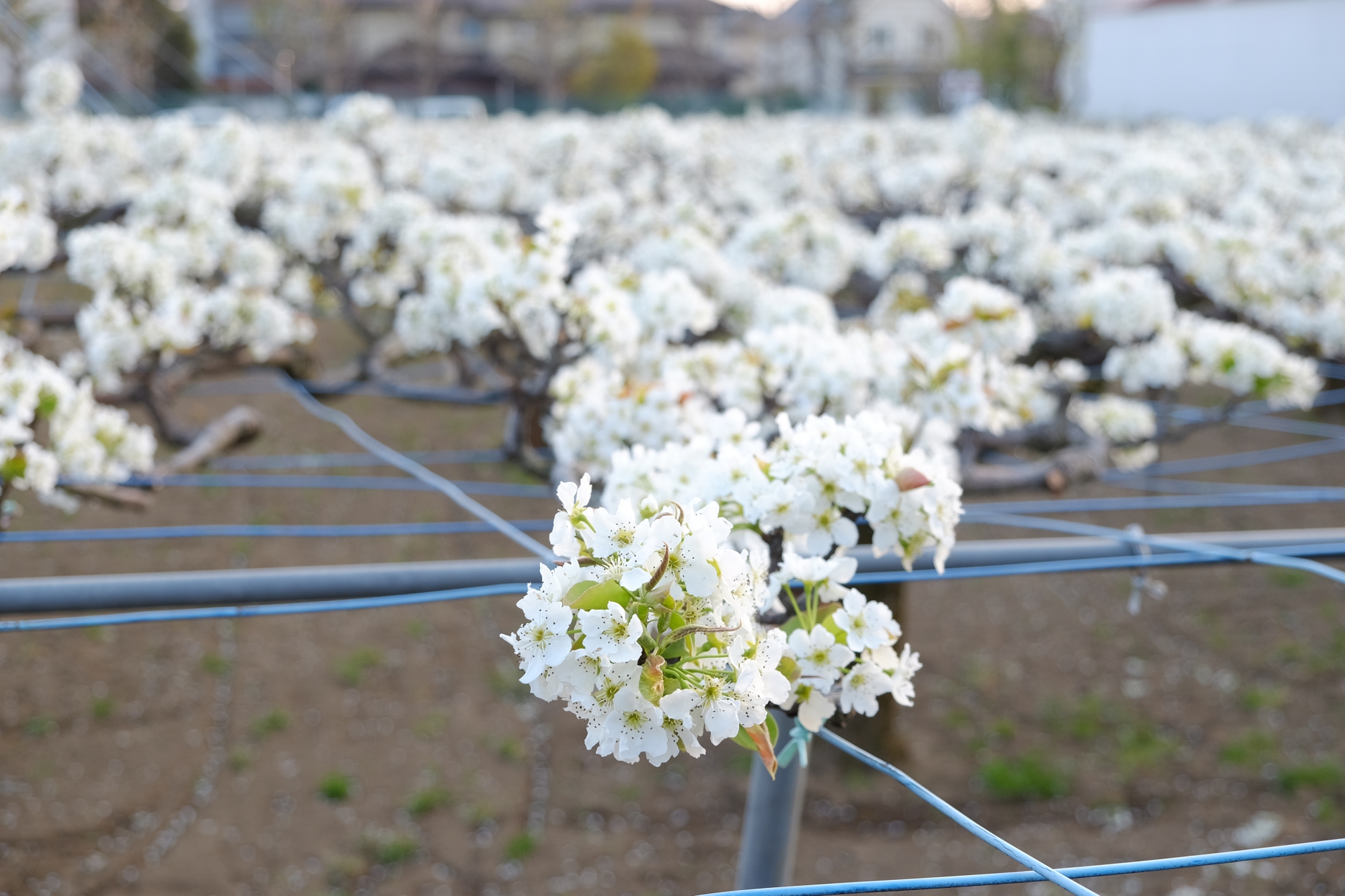 満開の梨の花