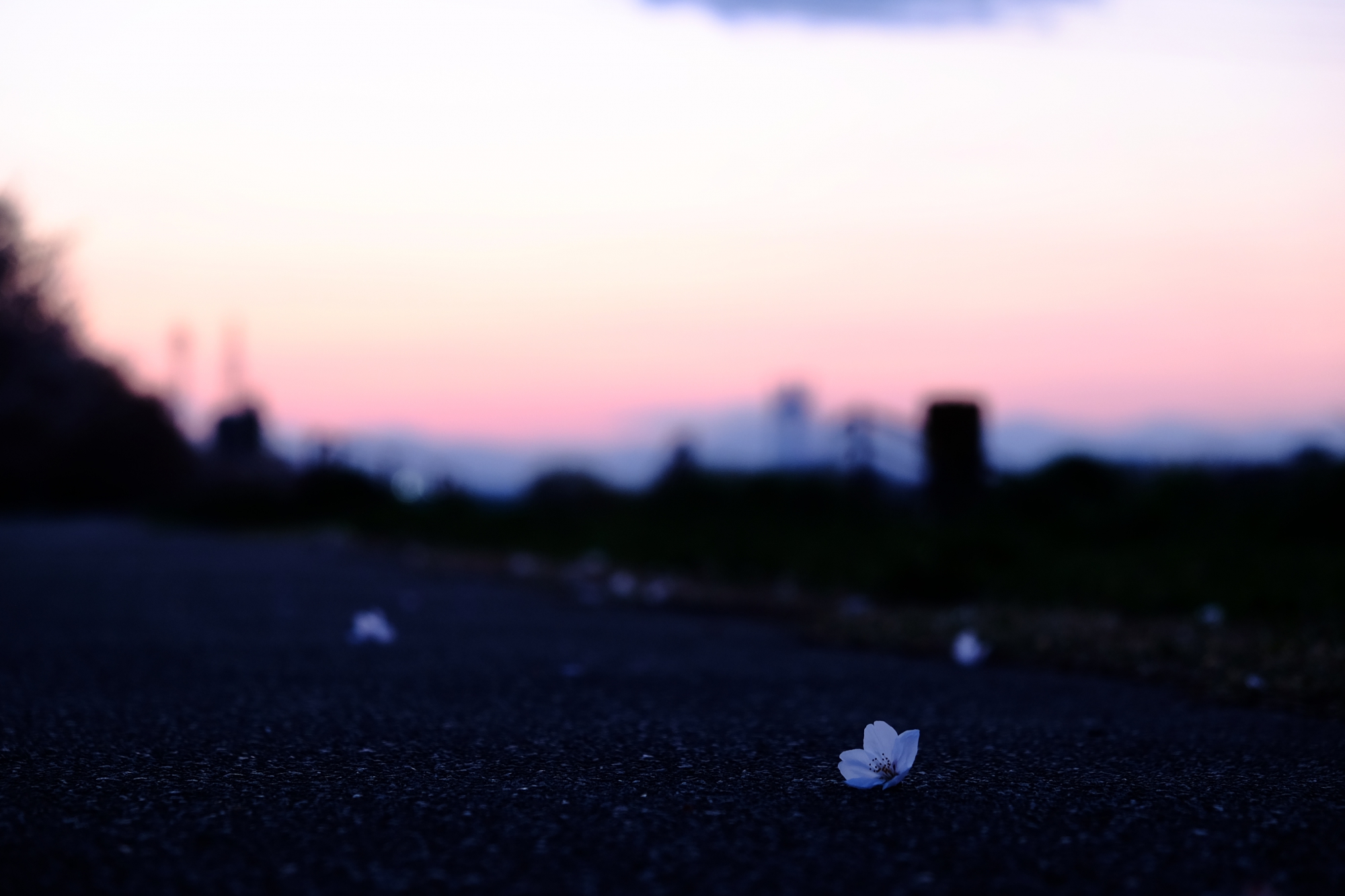 多摩川サイクリングロードの桜と夕焼け