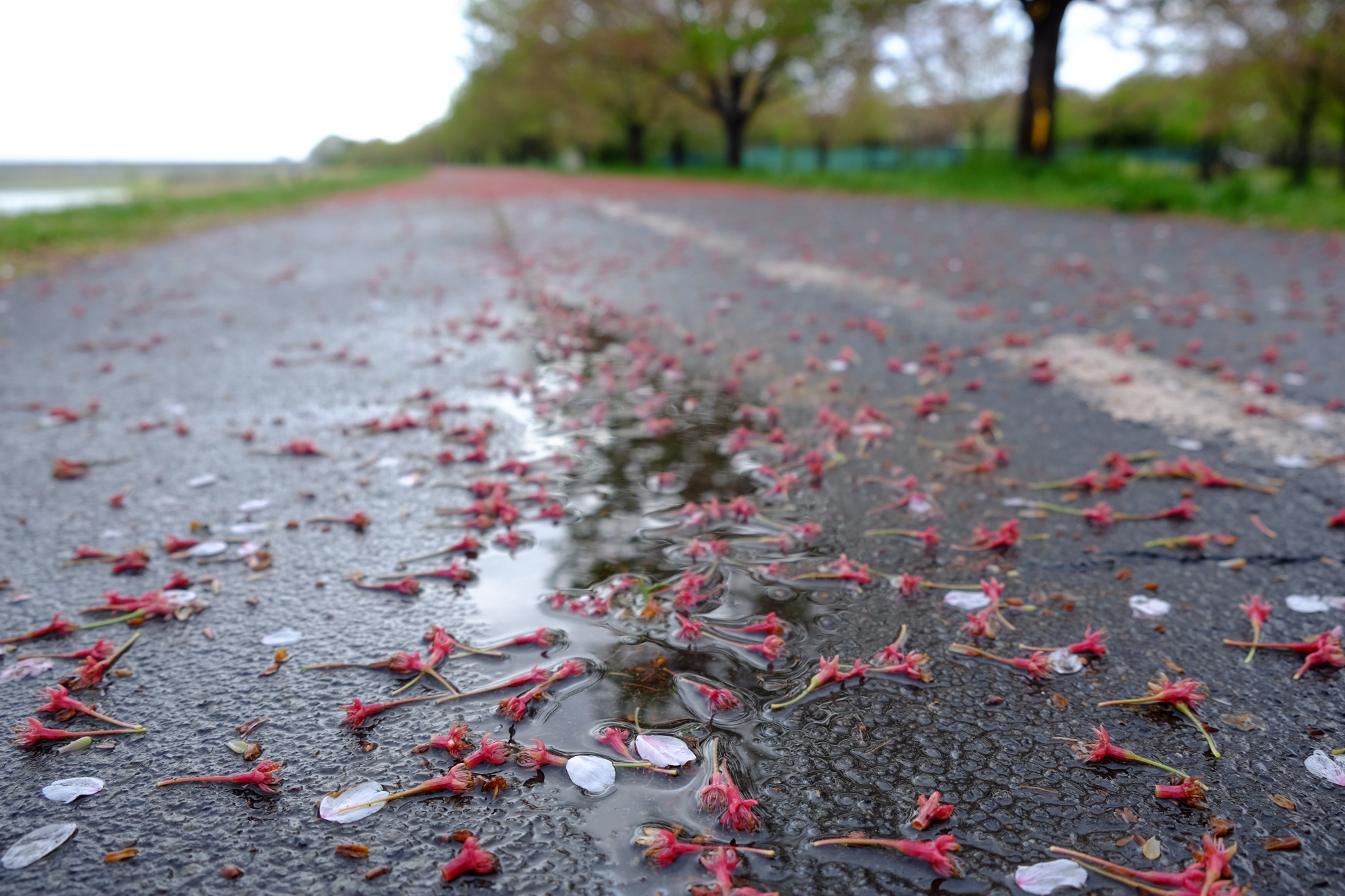 桜の木も大雨強風でスッキリ