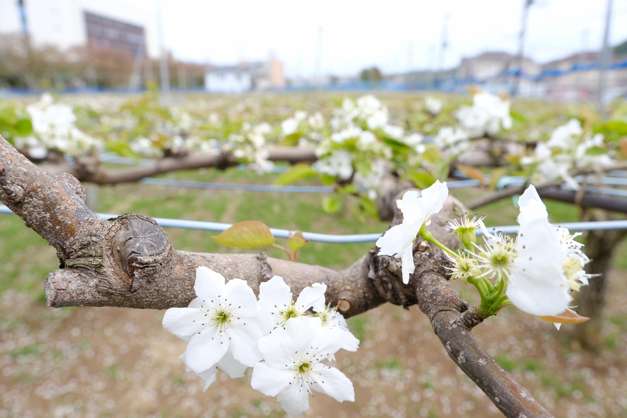 梨の花と稲城市役所