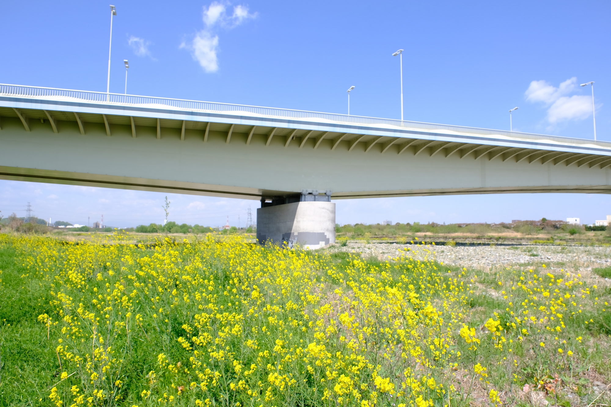 稲城大橋と菜の花