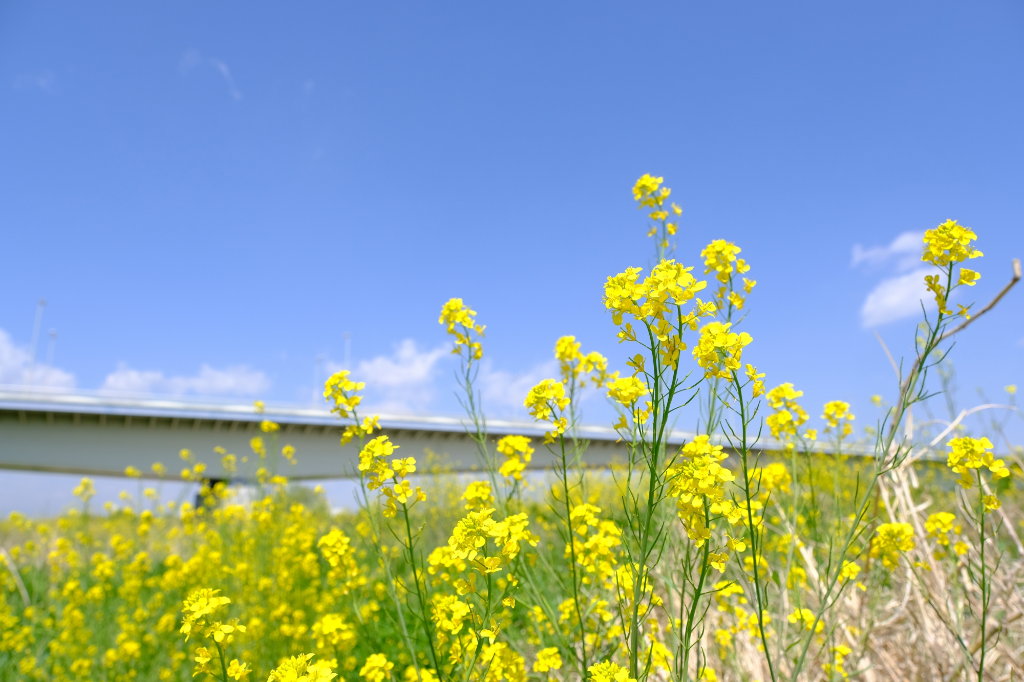 稲城大橋と菜の花