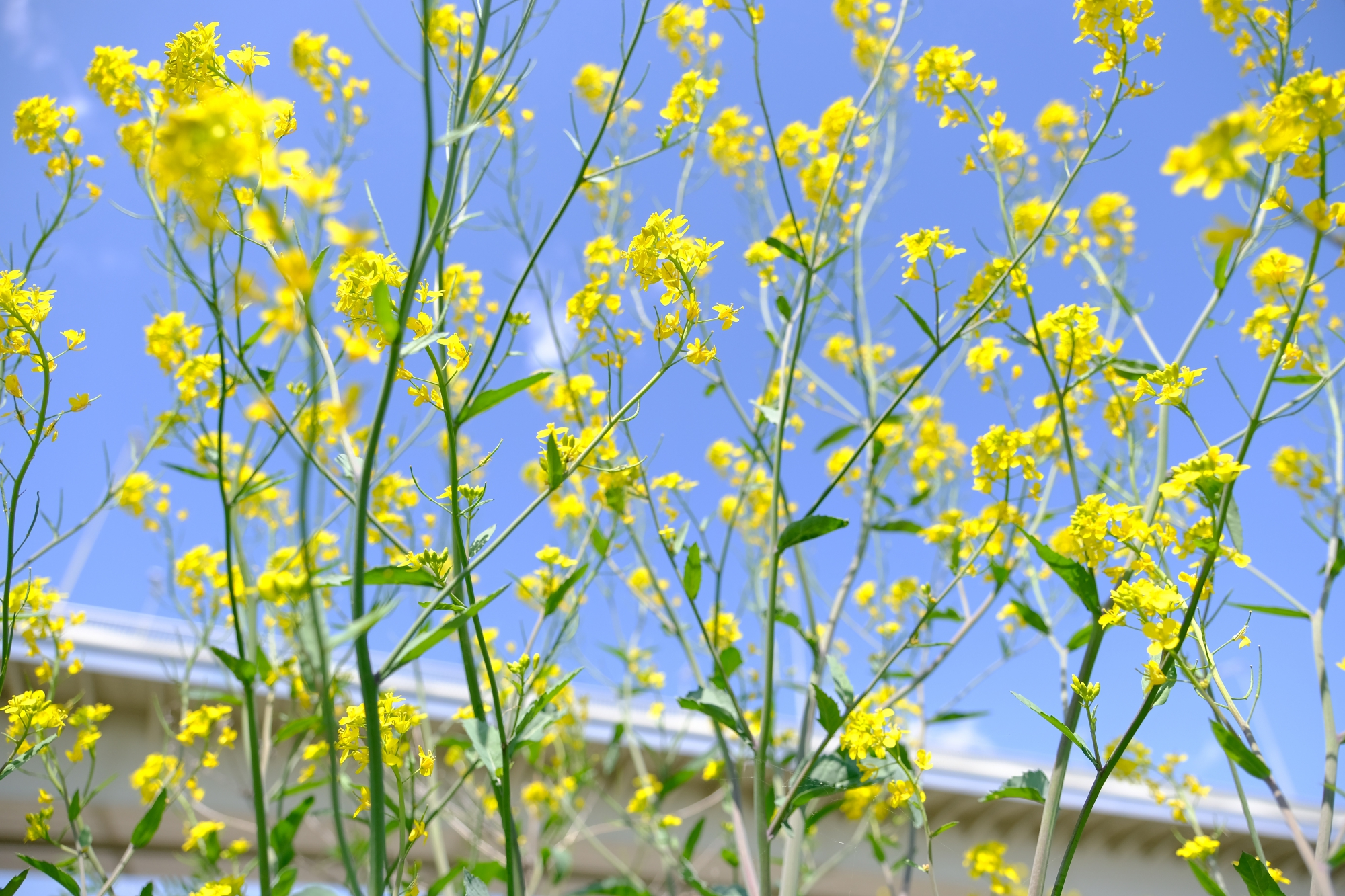 稲城大橋と菜の花