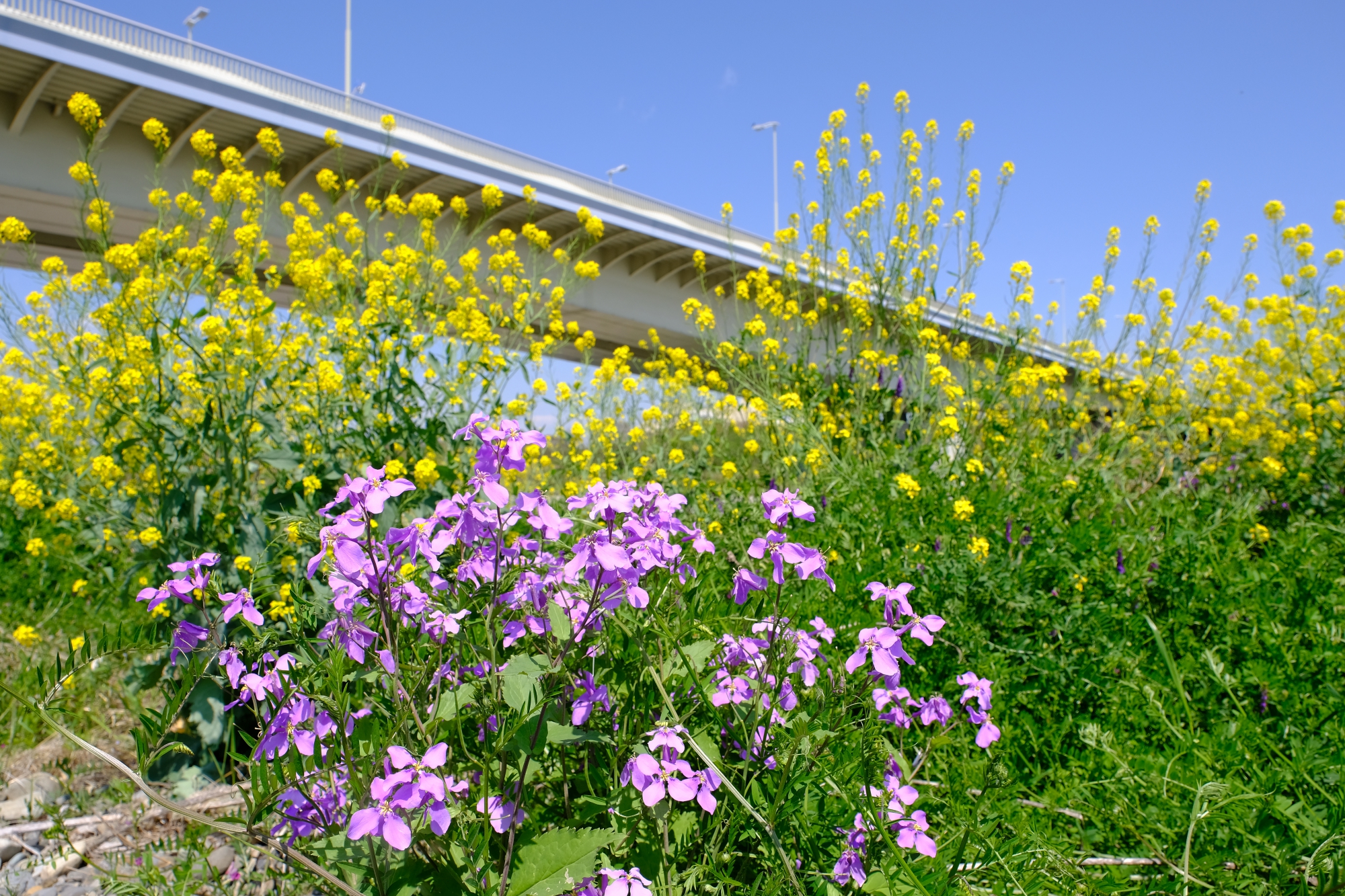 稲城大橋と菜の花