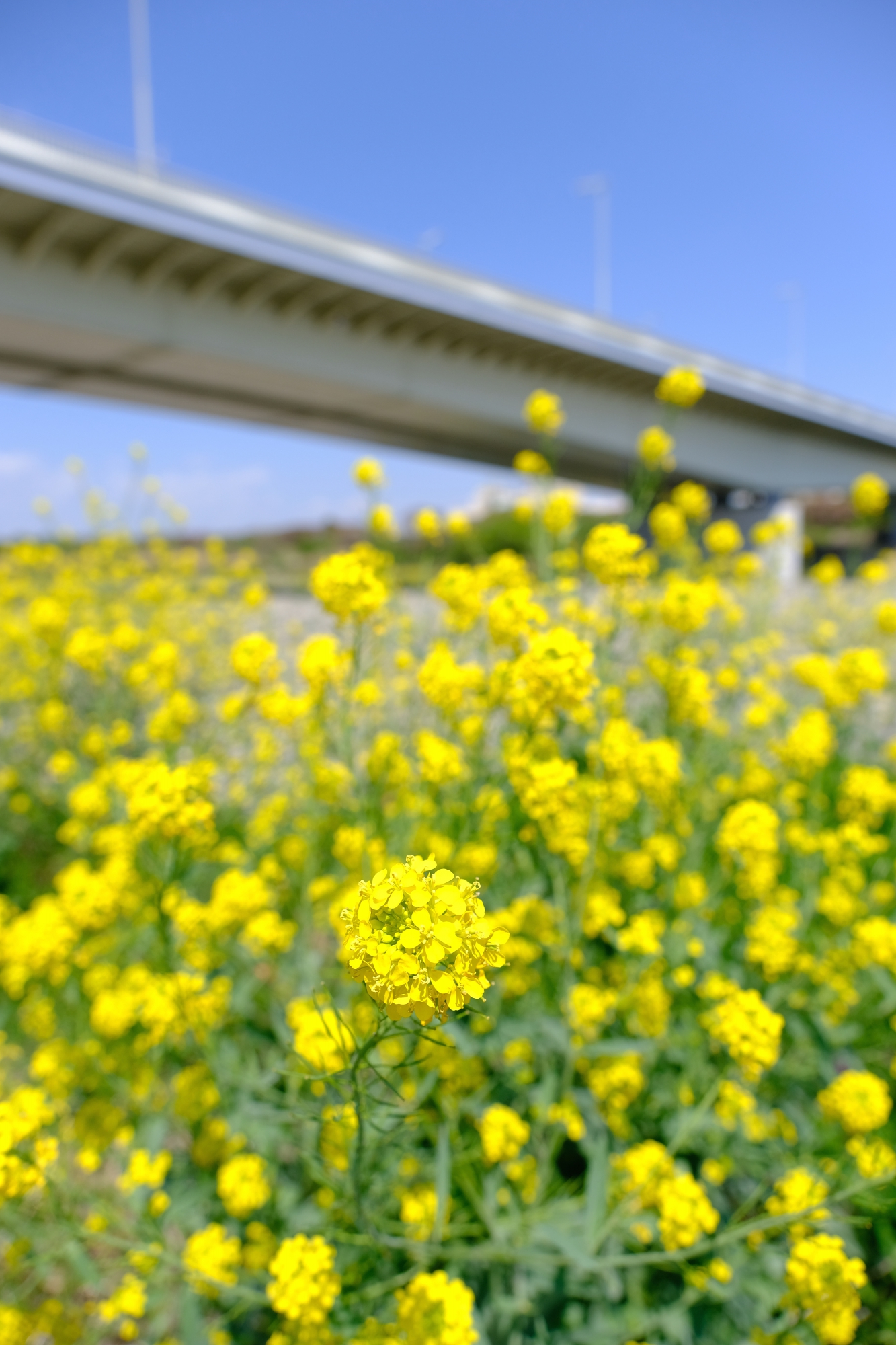 稲城大橋と菜の花