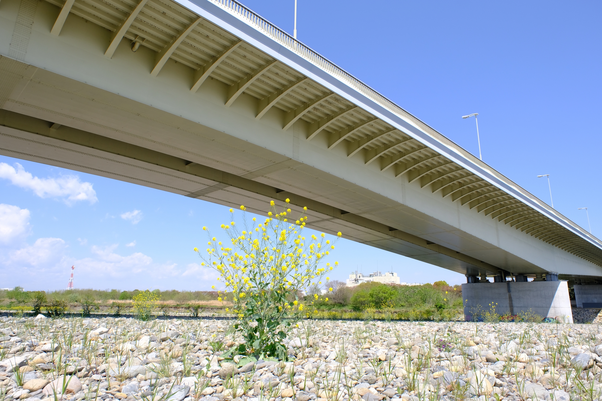 稲城大橋と菜の花