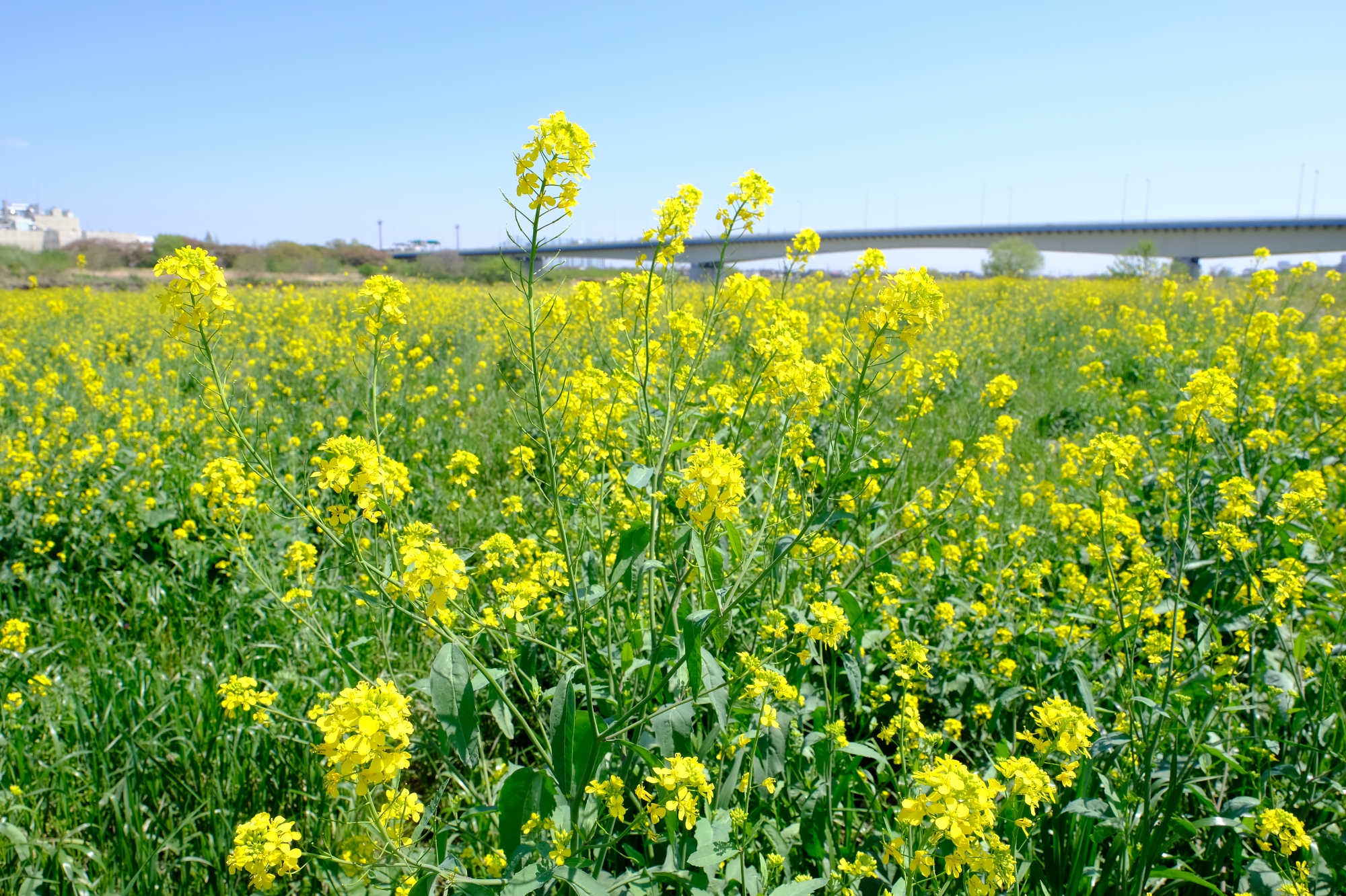 稲城大橋と菜の花