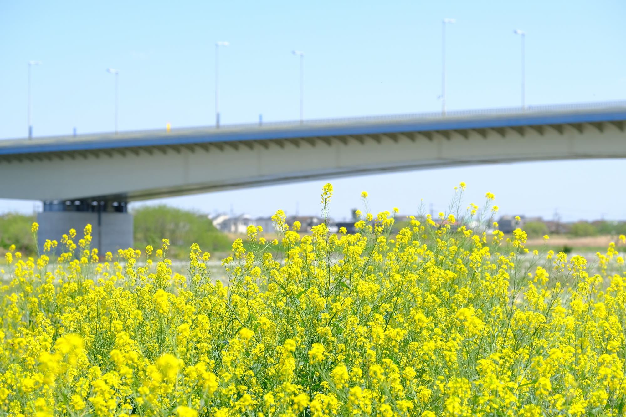 稲城大橋と菜の花