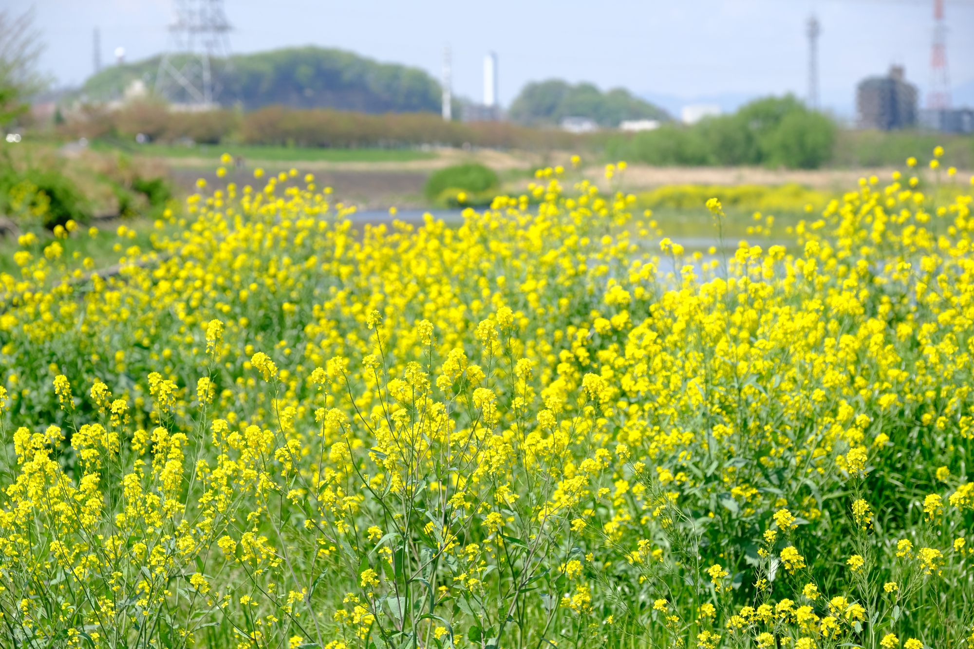 多摩川と菜の花