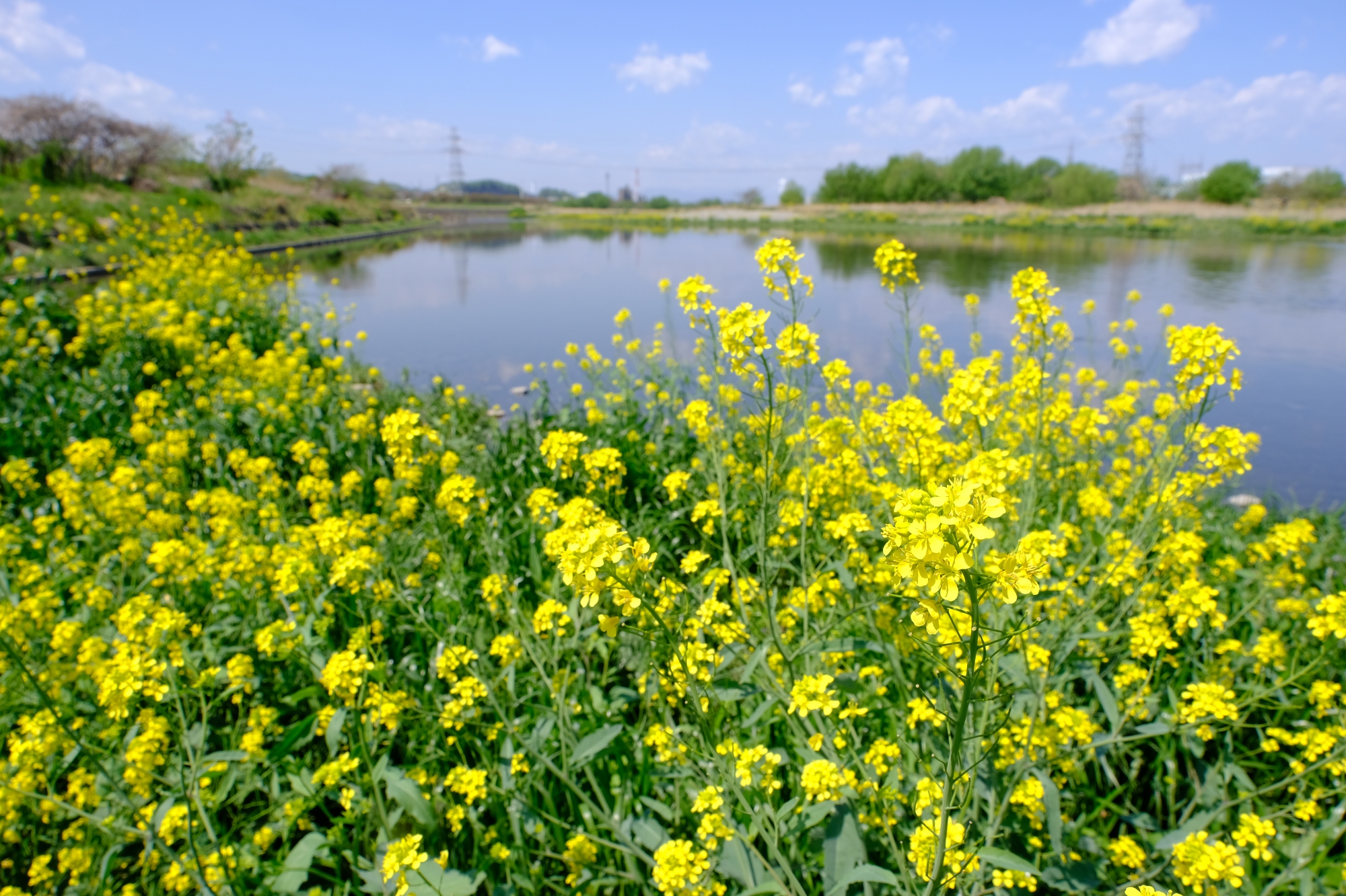 多摩川と菜の花