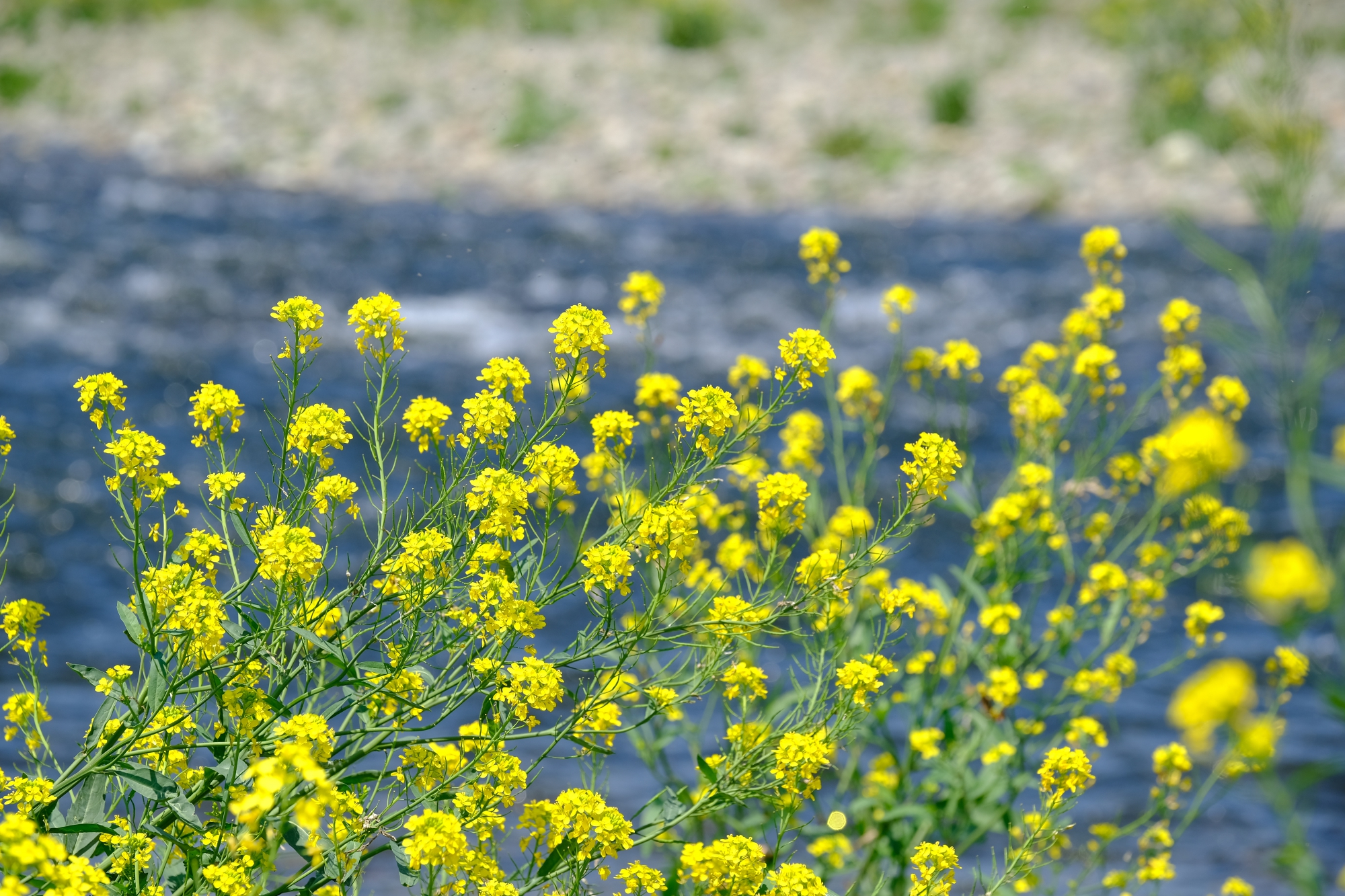 多摩川と菜の花