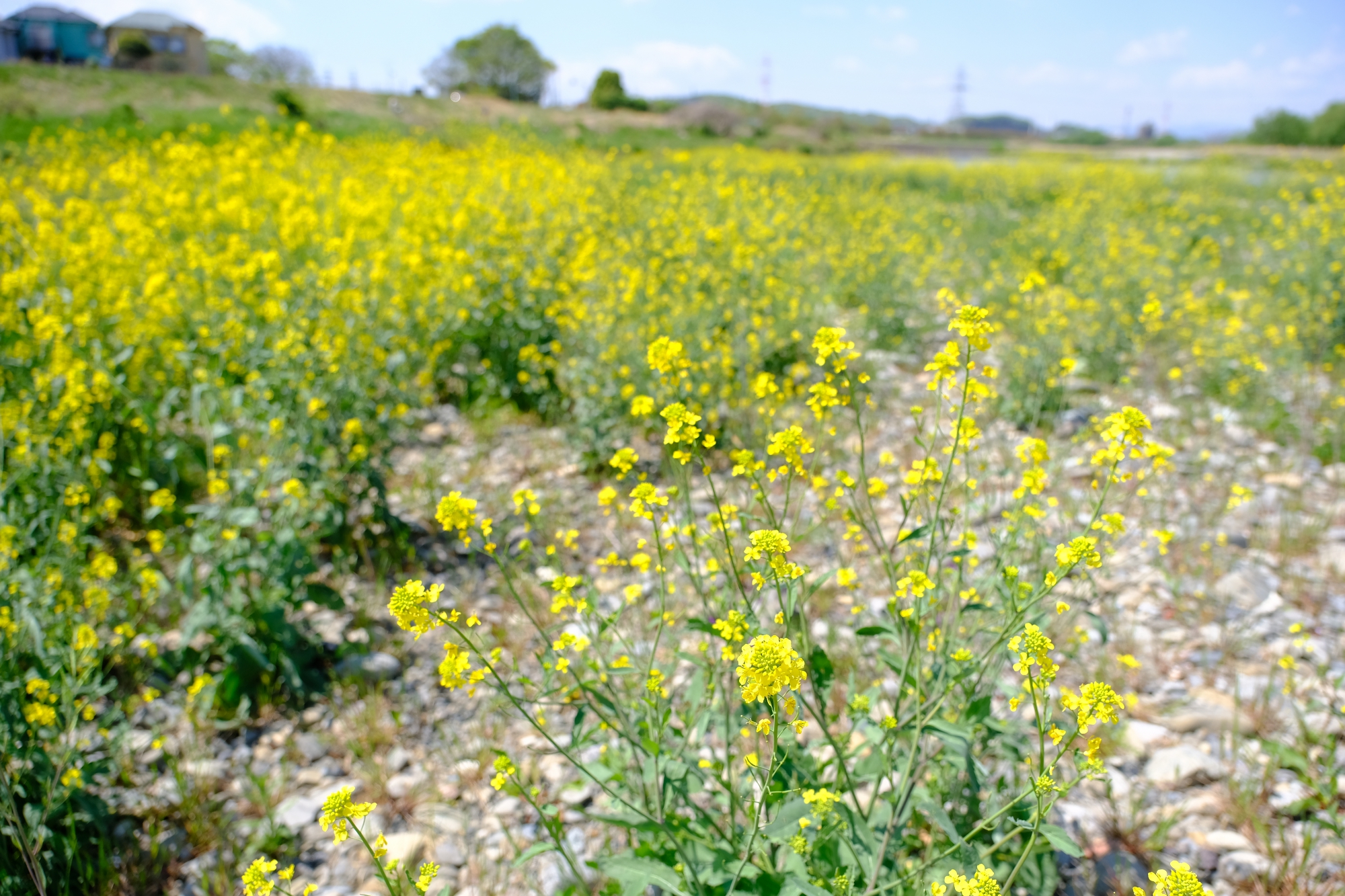 多摩川と菜の花