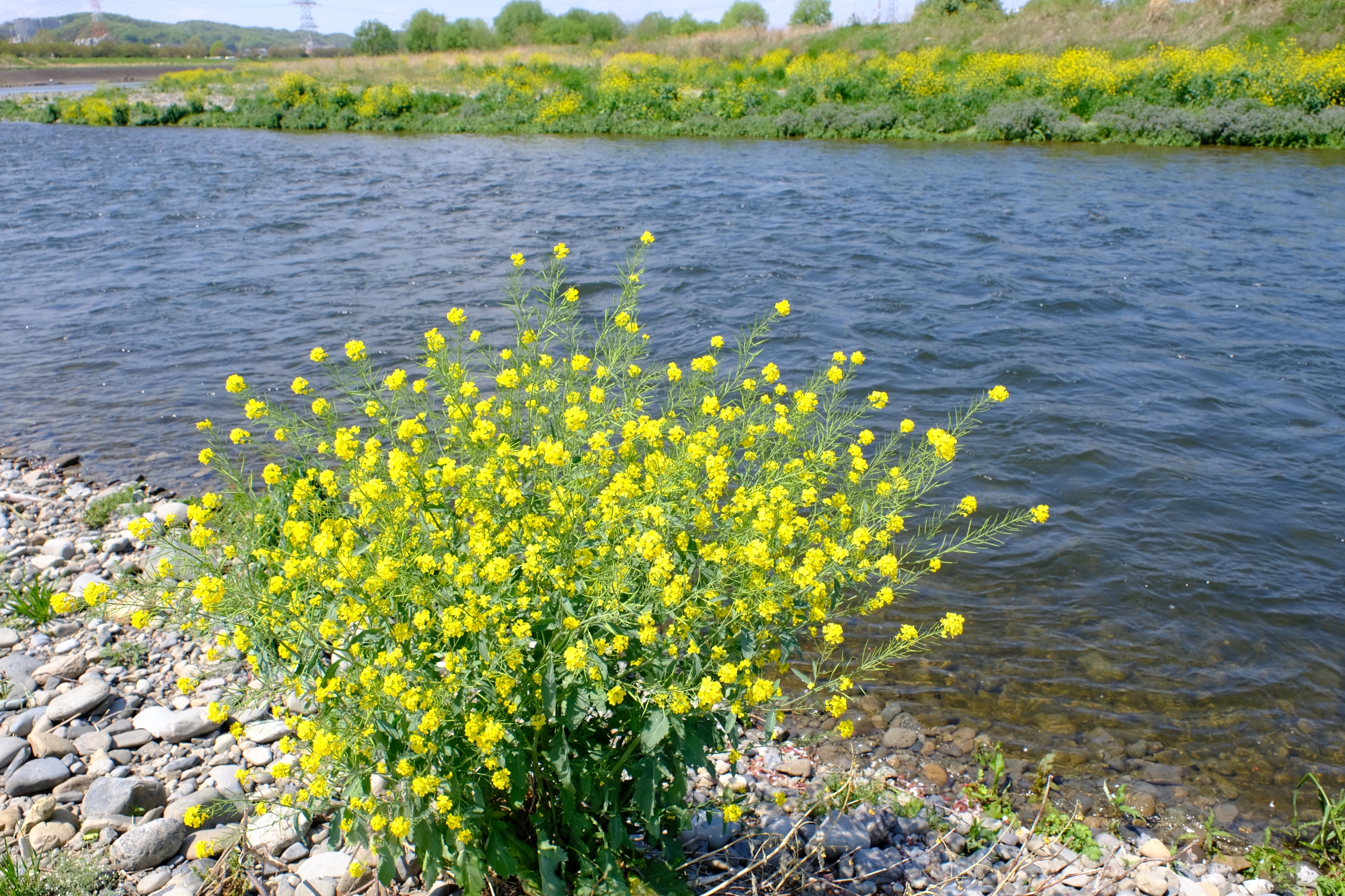 多摩川と菜の花